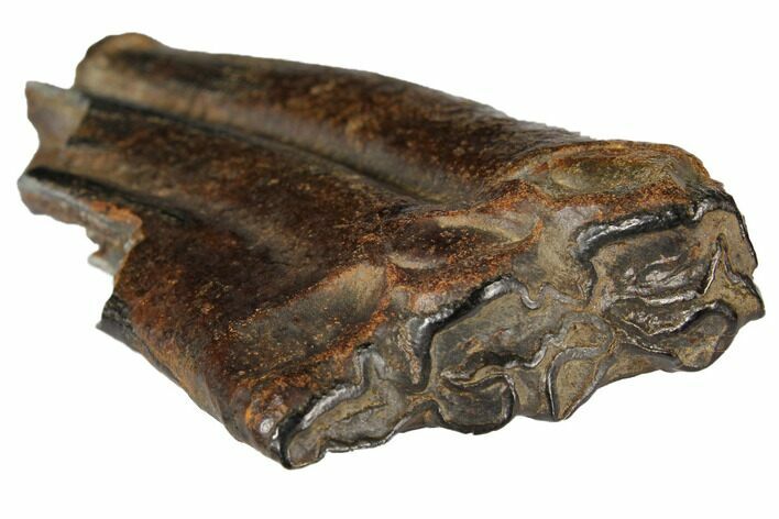 Pleistocene Aged Fossil Horse Tooth - Florida #122595